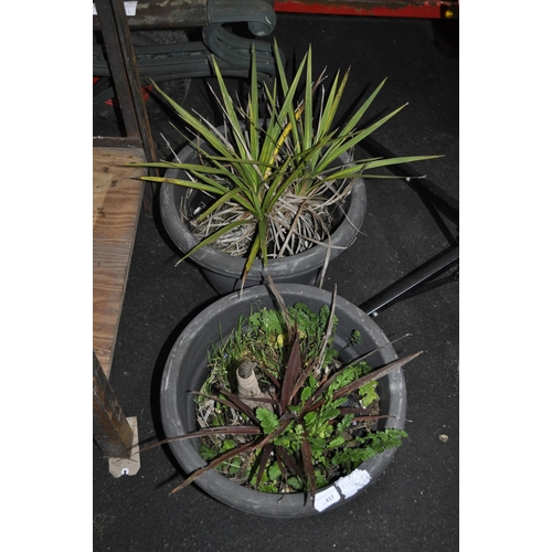 437 - 2 X PLASTIC PLANT POTS WITH SHRUBS