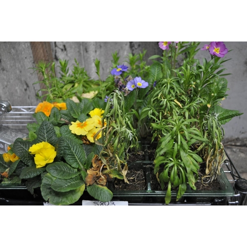 8 - 6 MIXED TRAYS OF BEDDING PLANTS