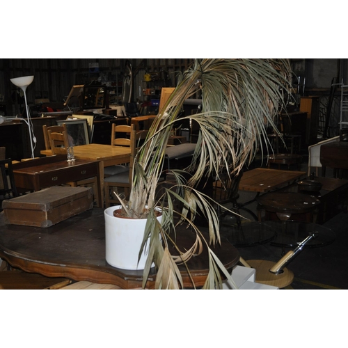 830 - LARGE INDOOR PALM