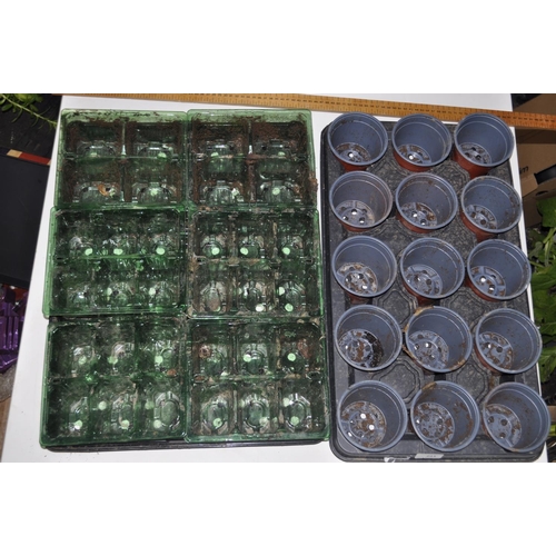 11 - SELECTION OF PLANTS, TRAYS AND POTS