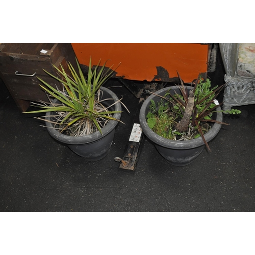 363 - PAIR OF POTTED CORDYLINE  1 RED   1 GREEN