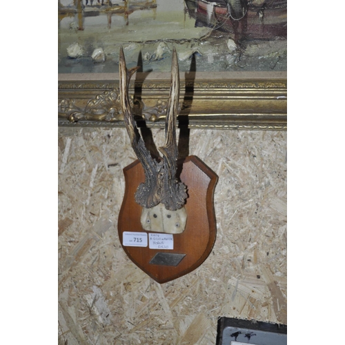 715 - MOUNTED SKULL AND ANTLERS