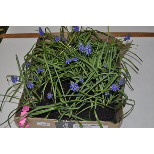 9 - 12 GRSPE HYACINTH PLANTS