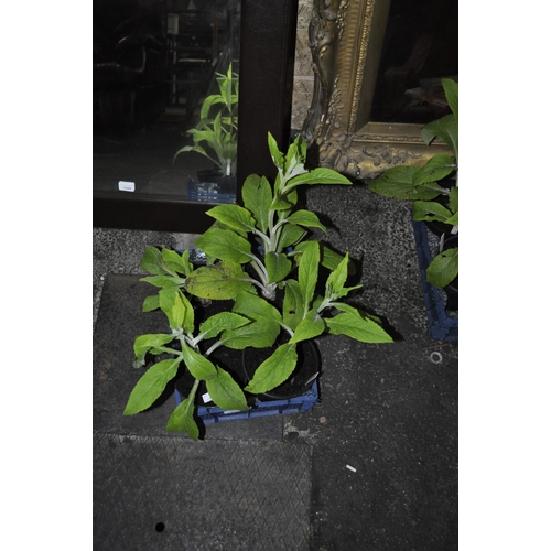 989 - TRAY OF DIGITALIS ROSE AND WHITE