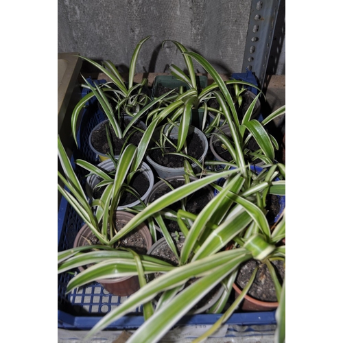 139 - TRAY OF 12 POTTED SPIDER PLANTS