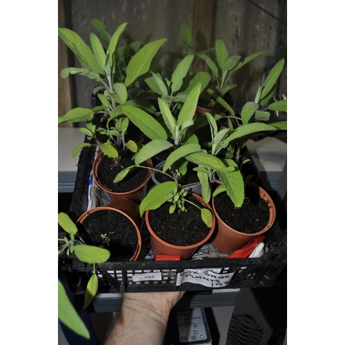 104 - TRAY OF SAGE PLANTS