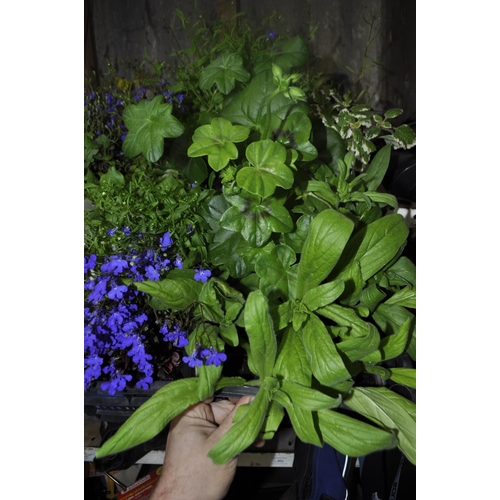 95 - TRAY OF LOBELIA TRAILING GERANIUMS