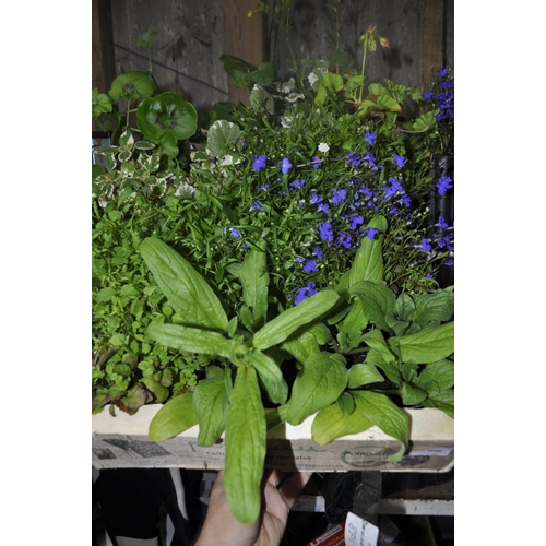 96 - TRAY OF LOBELIA TRAILING GERANIUMS