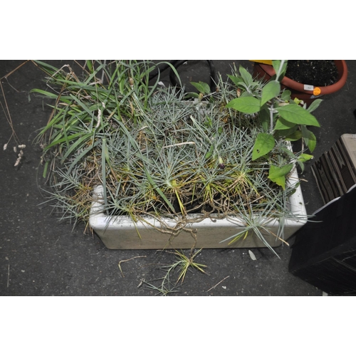 502 - BELFAST SINK PLANTER