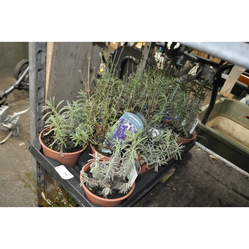 202 - TRAY OF LEVANDULA