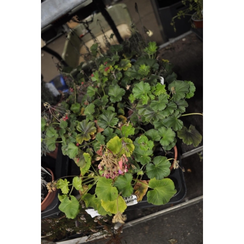 203 - TRAY OF GERANIUMS