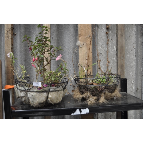 55 - 2 METAL HANGING BASKETS WITH PLANTS