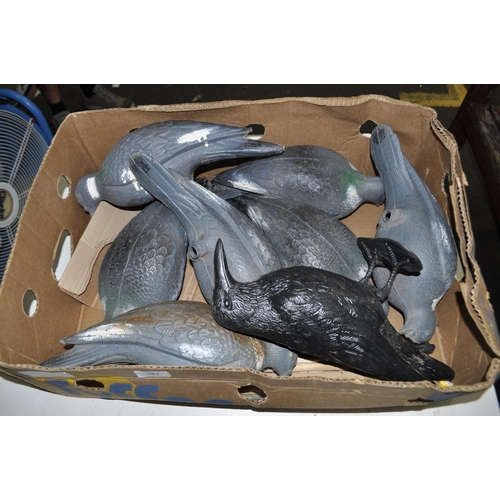 81 - 7 DECOY PIGEONS AND ROOK