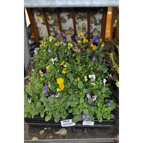 157 - TRAY OF PANSIES