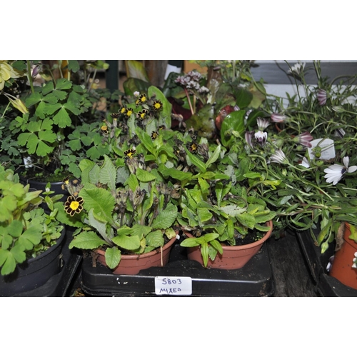 292 - A LARGE TRAY OF MIXED BEDDING PLANTS INC PRIMULA VERIS 'GOLD LACED REDS'