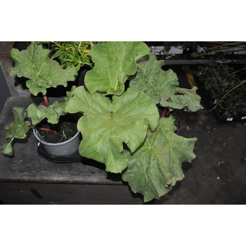 193 - 3 X RHUBARB PLANTS