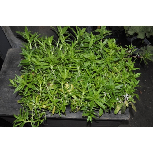 194 - A TRAY OF SWEET WILLIAM PLANTS CONTAINING 40 PLANTS APPROX