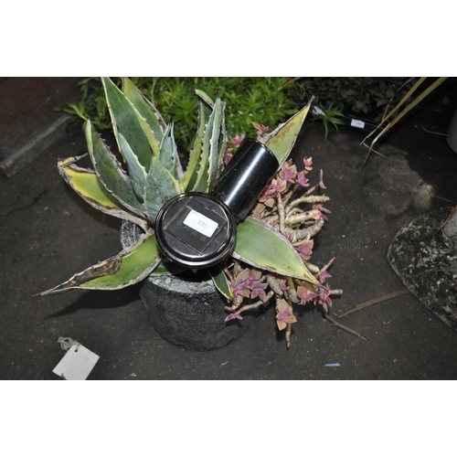 195 - LARGE ALOE VERA PLANT IN A NICE STONE PLANTER INC SOLAR LIGHT AND ONE OTHER PLANT