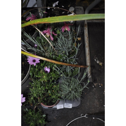 198 - 8 X MIXED BEDDING PLANTS