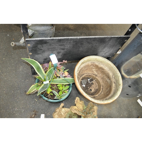 365 - POTTED SUCCULENT IN HANGING BASKET AND TERRACOTTA GARDEN PLANT POT 14 INCH