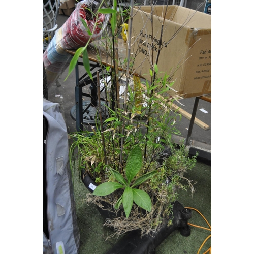 205 - A LARGE CERAMIC POT CONTAINING BAMBOO