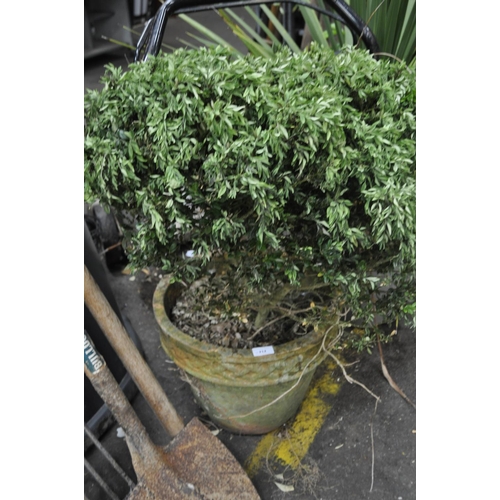 212 - POTTED GREEN SHRUB/ MINI TREE