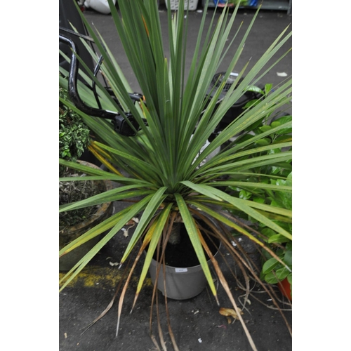 213 - LARGE POTTED CORDYLINE APPROX 3.5FT