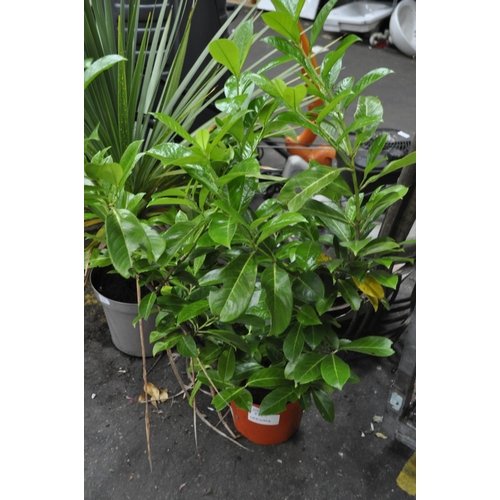 214 - POTTED LAUREL HEDGING PLANT