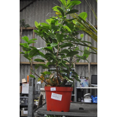 215 - POTTED LAUREL HEDGING PLANT