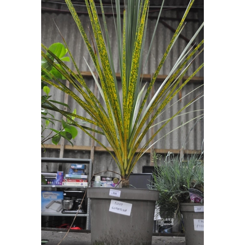 216 - LARGE POTTED CORDYLINE APPROX 3.5 FT