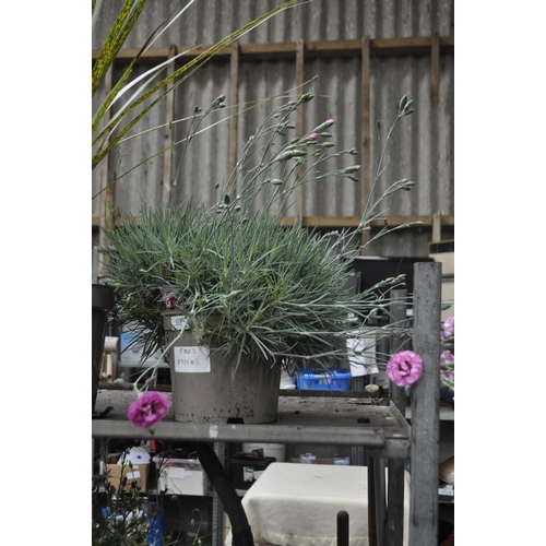 217 - LARGE POTTED PINKS APPROX 9 INCH POT