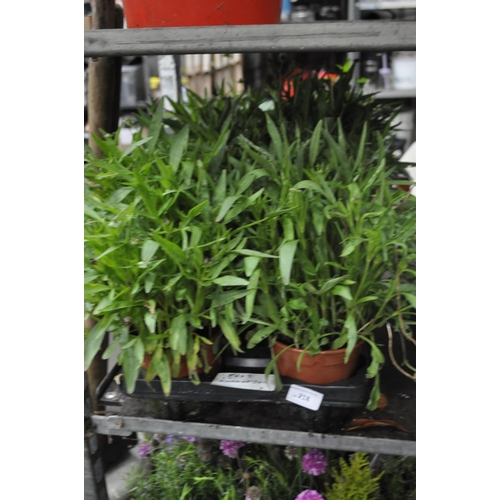 218 - TRAY OF 6 LARGE POTTED COREOPSIS