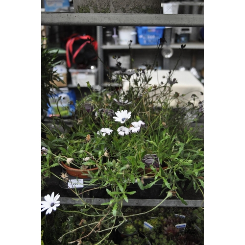 219 - 8 X POTTED OSTEOSPERMUM