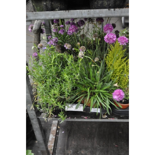 220 - 8 X LARGE MIXED POTTED ROCK PLANTS