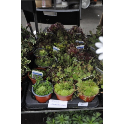 222 - 18 X MIXED POTTED SEMPERVIVUM, MIXED HOUSE LEEKS