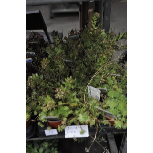 223 - 18 X MIXED POTTED SEMPERVIVUM, MIXED HOUSE LEEKS