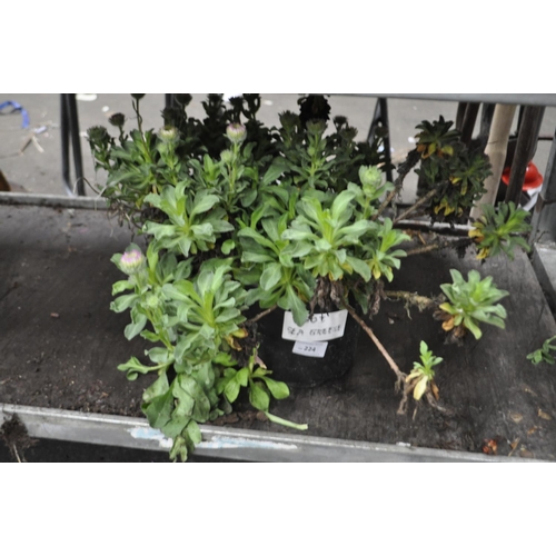 224 - A LARGE POTTED SEA GRASS