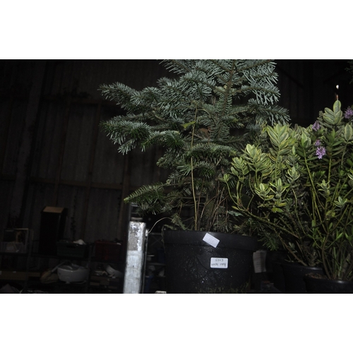 227 - POTTED CHRISTMAS TREE