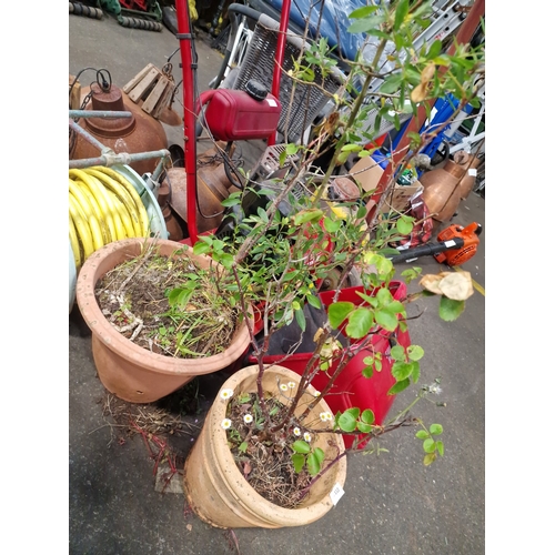 112 - A Pair of Potted Plants Including a Rose Bush and an Attributed Blueberry ShrubA pair of plants pr... 