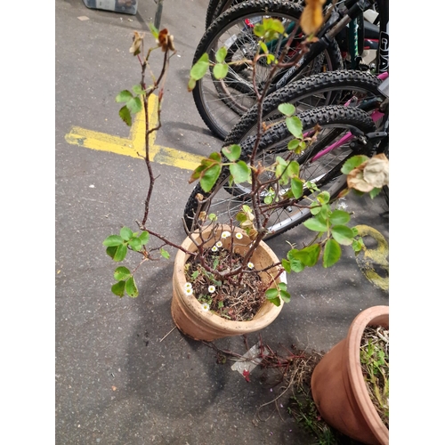 112 - A Pair of Potted Plants Including a Rose Bush and an Attributed Blueberry ShrubA pair of plants pr... 