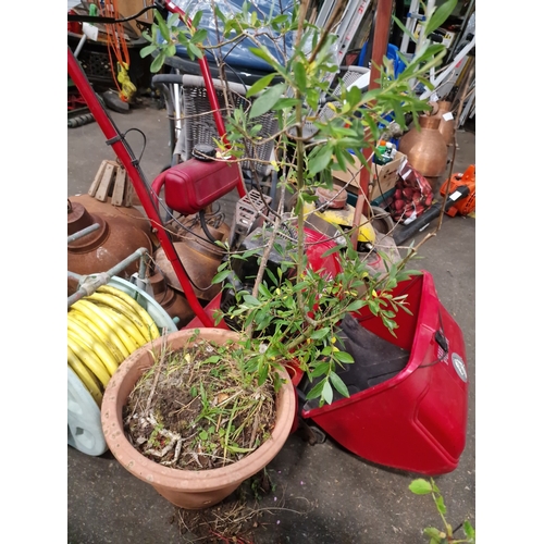 112 - A Pair of Potted Plants Including a Rose Bush and an Attributed Blueberry ShrubA pair of plants pr... 