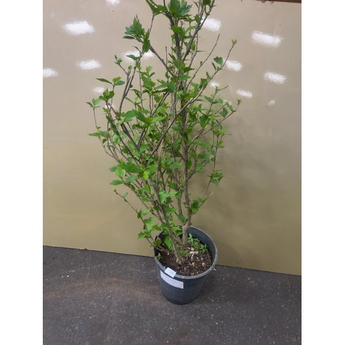 120 - A Potted Hibiscus syriacus 'Oiseau Bleu' ShrubA specimen of Hibiscus syriacus, commonly known as R... 