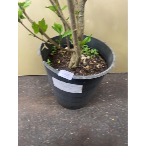 120 - A Potted Hibiscus syriacus 'Oiseau Bleu' ShrubA specimen of Hibiscus syriacus, commonly known as R... 