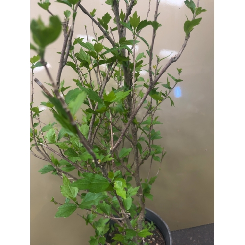 120 - A Potted Hibiscus syriacus 'Oiseau Bleu' ShrubA specimen of Hibiscus syriacus, commonly known as R... 