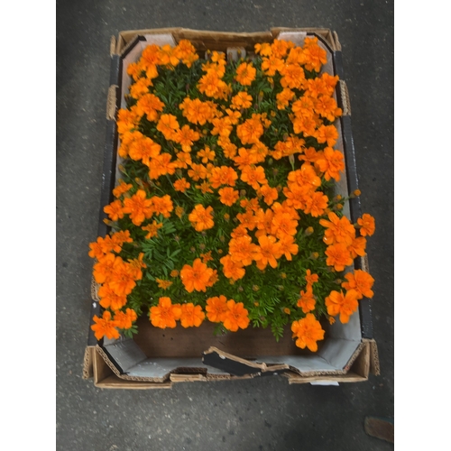 Lot 153       
