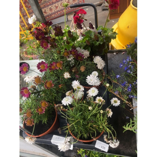 Lot 155       