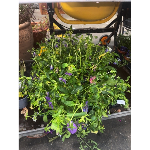 Lot 159       