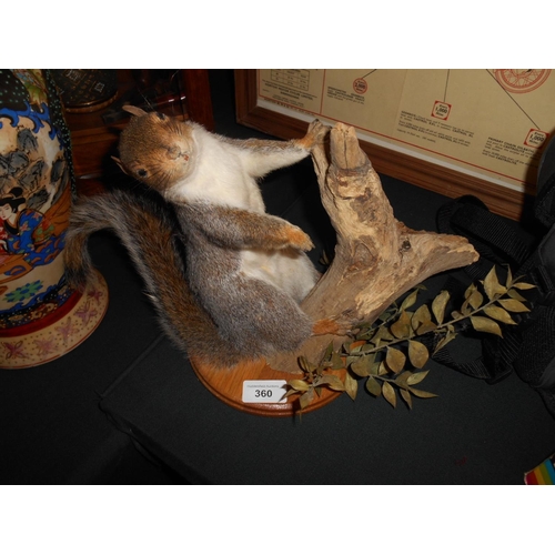 360 - Taxidermy mounted squirrel