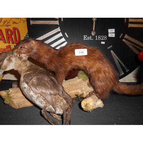 116 - Taxidermy mink