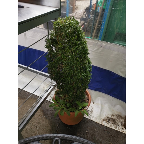 197 - Potted bush